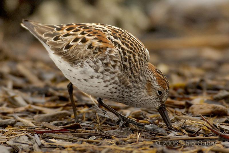 Western Sandpiper-adult breeding