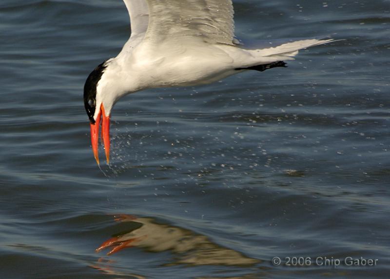 Tern reflection