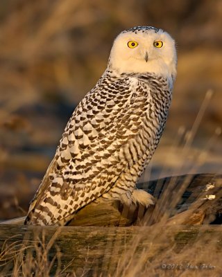 Boundry bay Snowy Owl 3