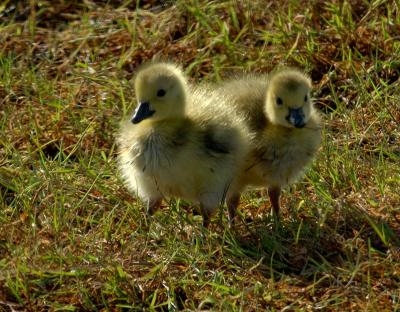 canada_geese_goslings