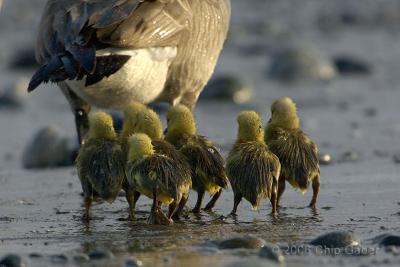 March of the goslings