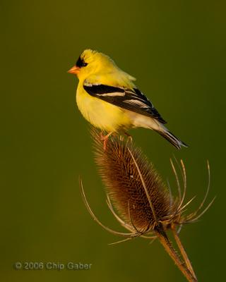 goldfinch2