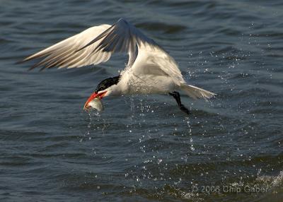 Tern fishing