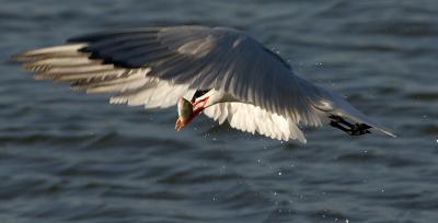 tern carrying fish