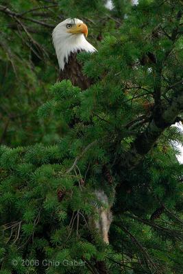 eagle in tree w rabbit