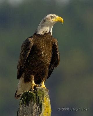 Lone eagle