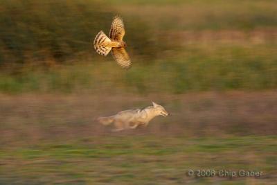 Northern Harrier chasing coyote