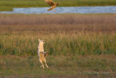 Coyote leaping