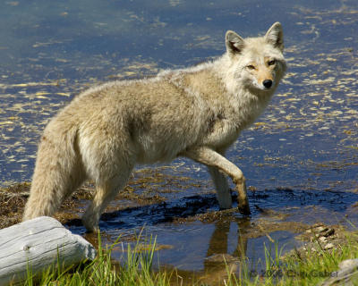 coyote female