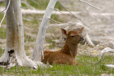 Elk calf shade