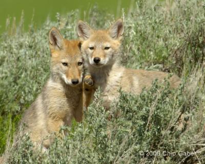 coyote sibs