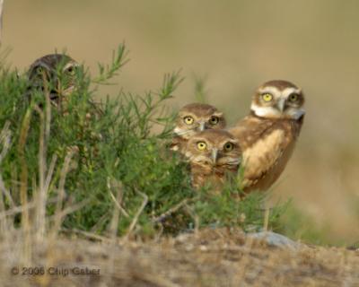 burrowing owls