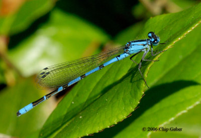 pacific forktail