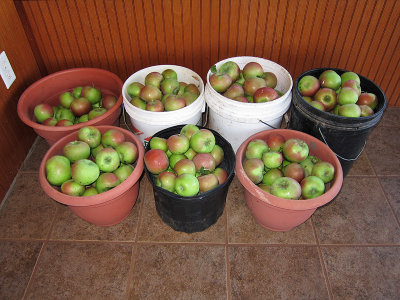 Apples from 1 of the dwarf trees