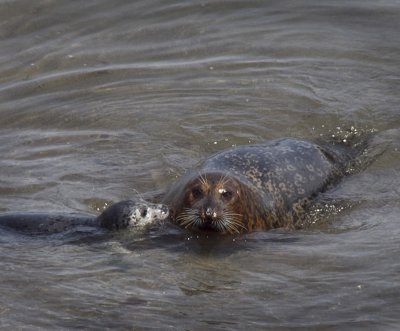 Copperface seal and pup
