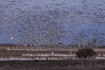 Flock flurry
