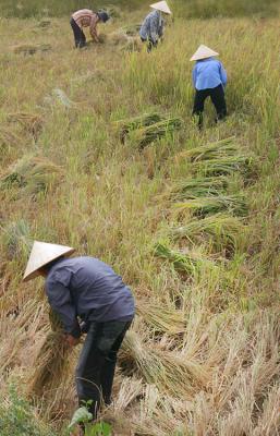 Working the fields