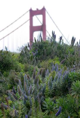 Lupines at the Gate