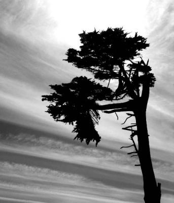 g4/75/283775/3/61212991.cypresstree.jpg