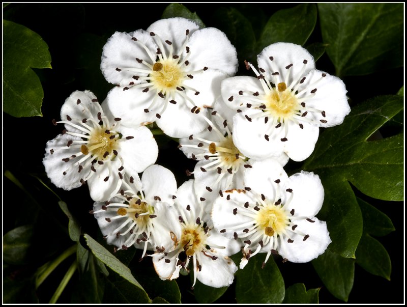 Blackberry-flowers