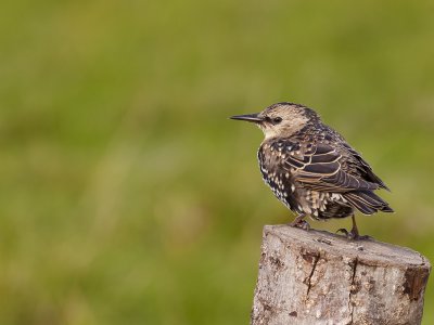 Lone starling