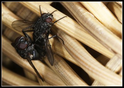 Flies in action