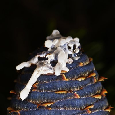 Someone is climbing a cone in my garden