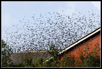 Starlings