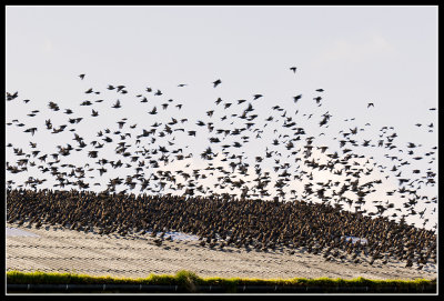 Starlings