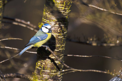 Blue Titmouse as Elegantier!