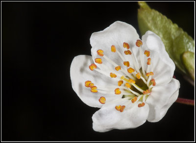 Plum-flower