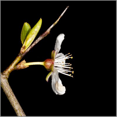 Plum-flower