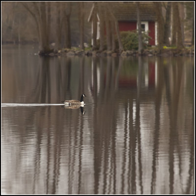 Canadian Goose in Sweden