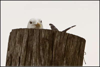 Gulls Nest
