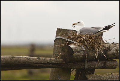 Gulls Nest