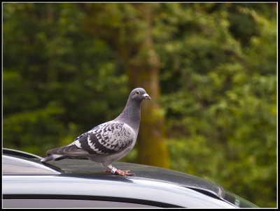 Dove on my car!
