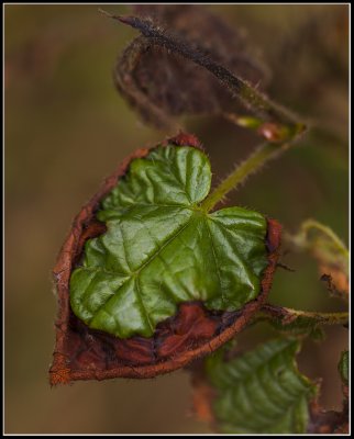 Leaf from hazelnut