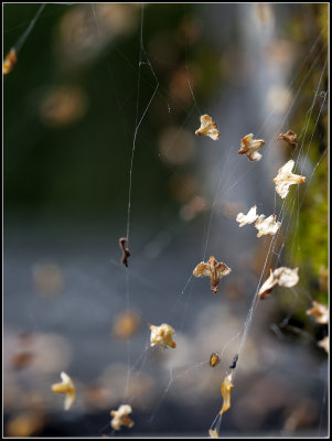 Seeds from betula as festoon