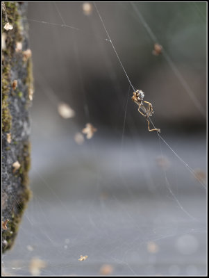 Climbing a spiders web