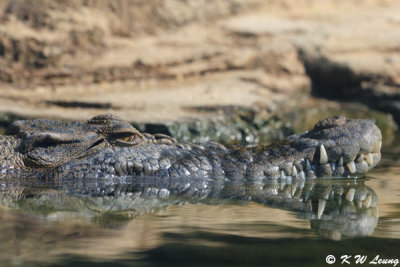 Crocodile - Pui Pui DSC_5807