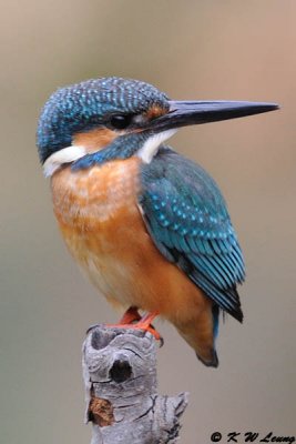 Common Kingfisher DSC_6963