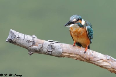 Common Kingfisher DSC_7092