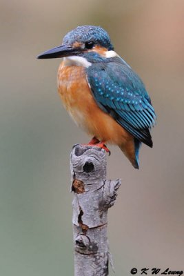Common Kingfisher DSC_6962