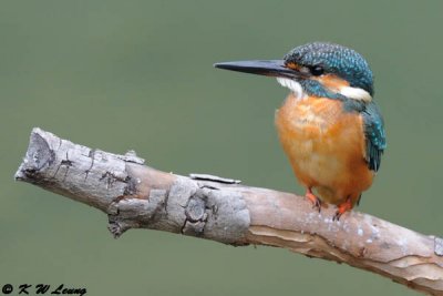 Common Kingfisher DSC_7103