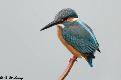 Common Kingfisher DSC_6972