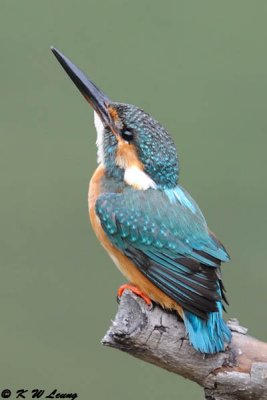 Common Kingfisher DSC_7163