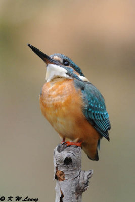Common Kingfisher DSC_7079