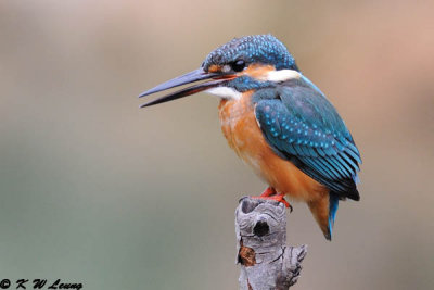 Common Kingfisher DSC_6960