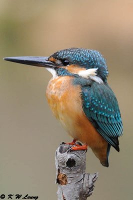Common Kingfisher DSC_7085