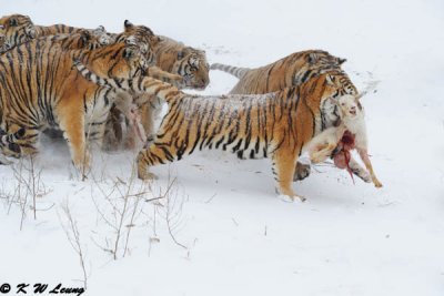 Siberian Tiger DSC_7965